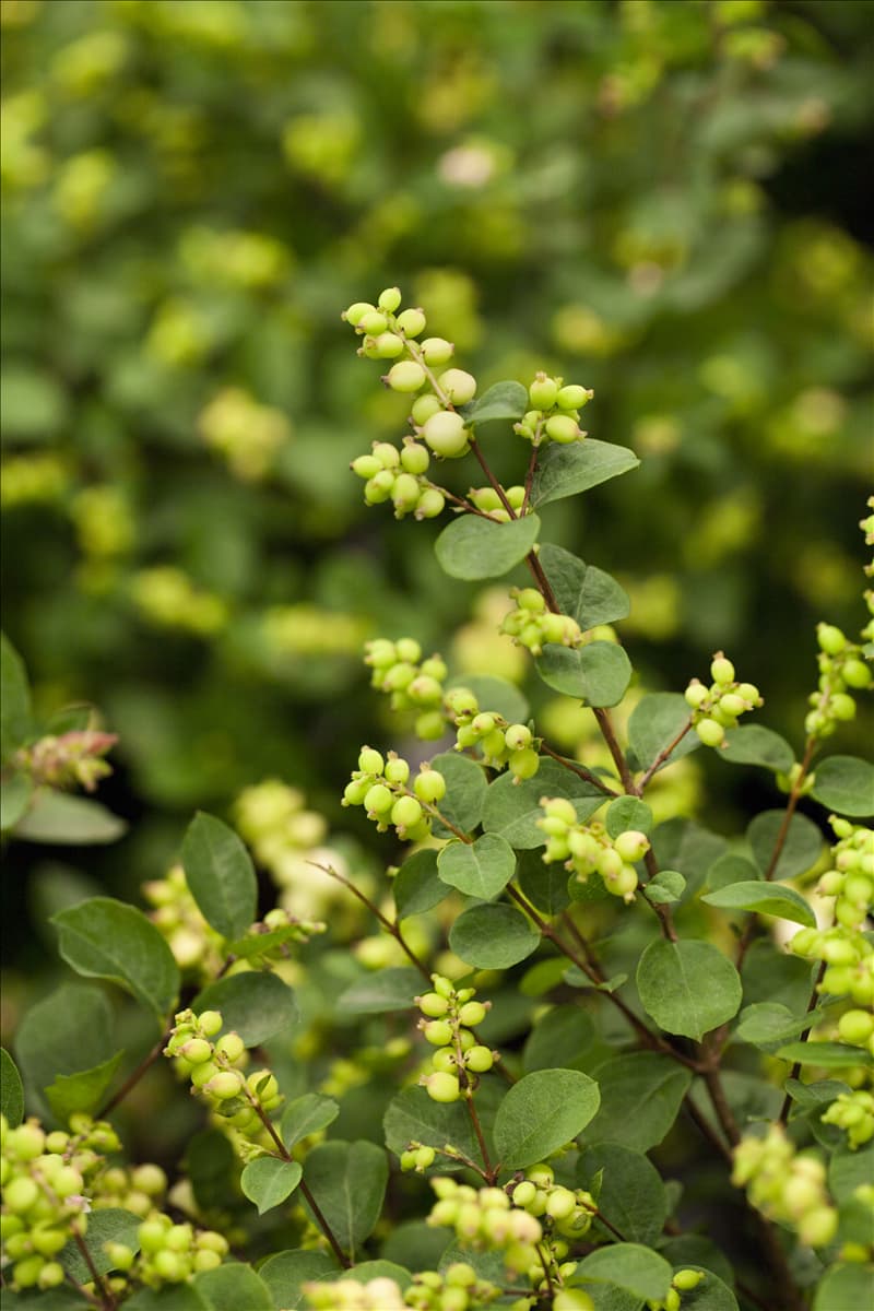 Symphoricarpos x doorenbosii