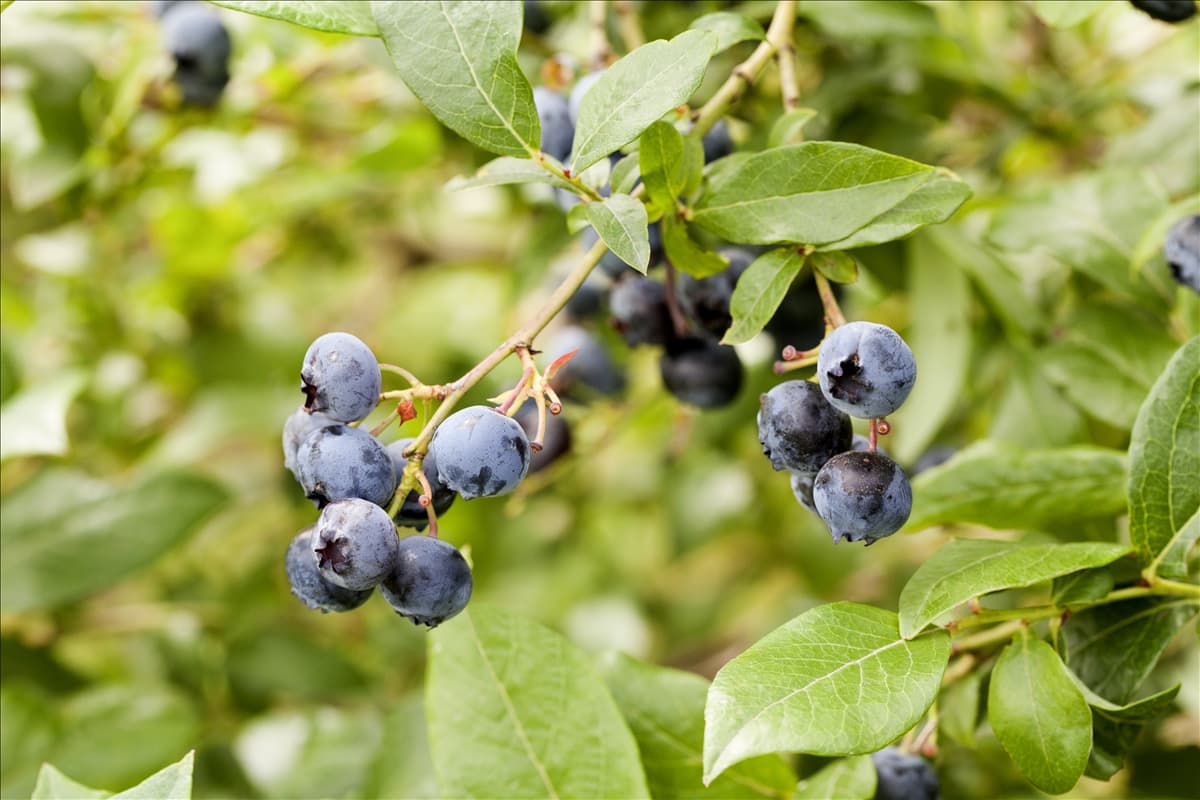 Vaccinium corymbosum