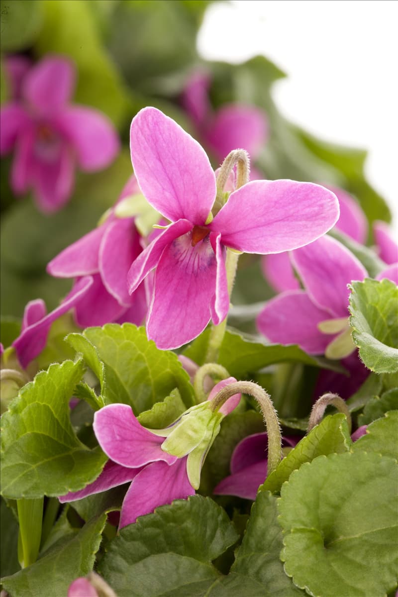 Viola odorata