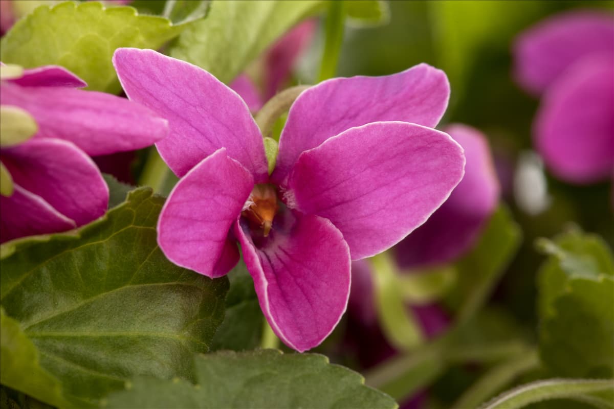 Viola odorata