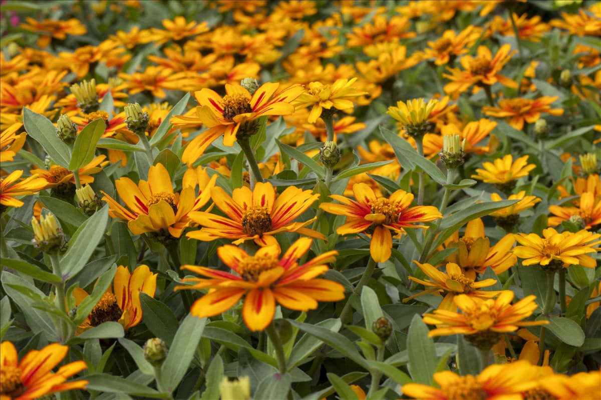 Zinnia 'Zahara Sunburst'
