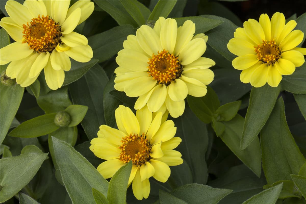 Zinnia Zahara® XL