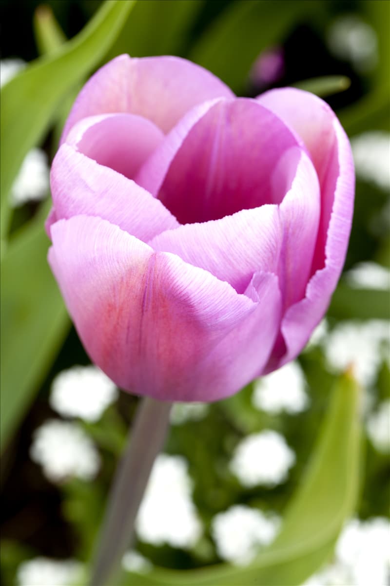 Tulipa 'Alibi'