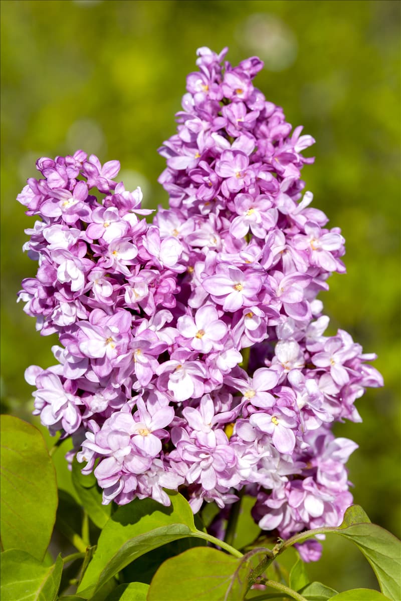 Syringa vulgaris 'Andenken an Ludwig Späth'