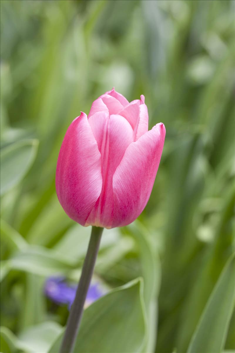 Tulipa 'Barcelona'