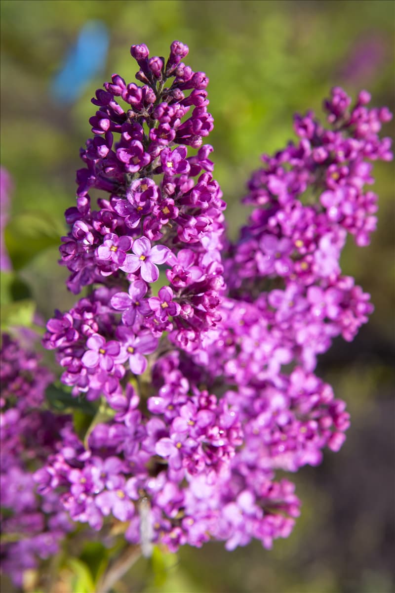 Syringa vulgaris, rosa