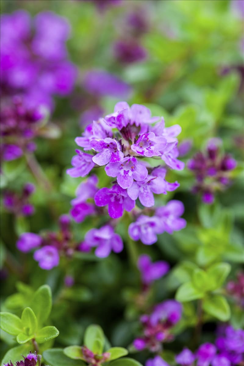 Thymus x citriodorus 'Prostate'