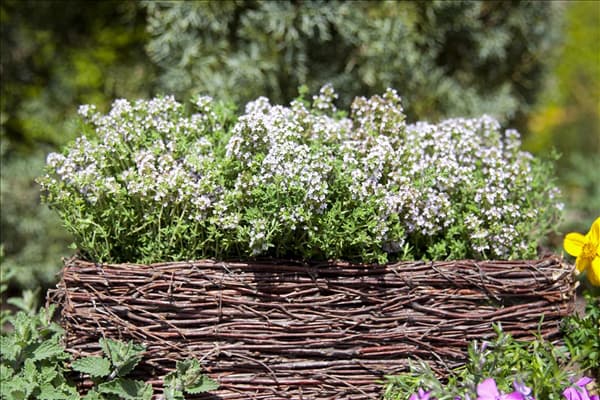 Thymus vulgaris
