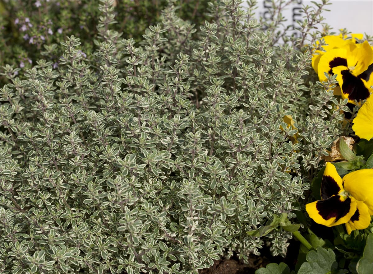 Thymus vulgaris