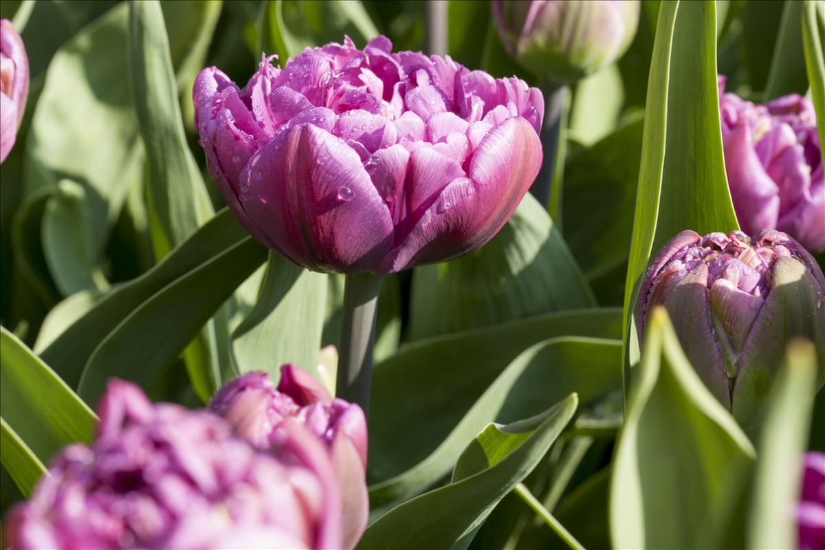 Tulipa 'Double Flag'