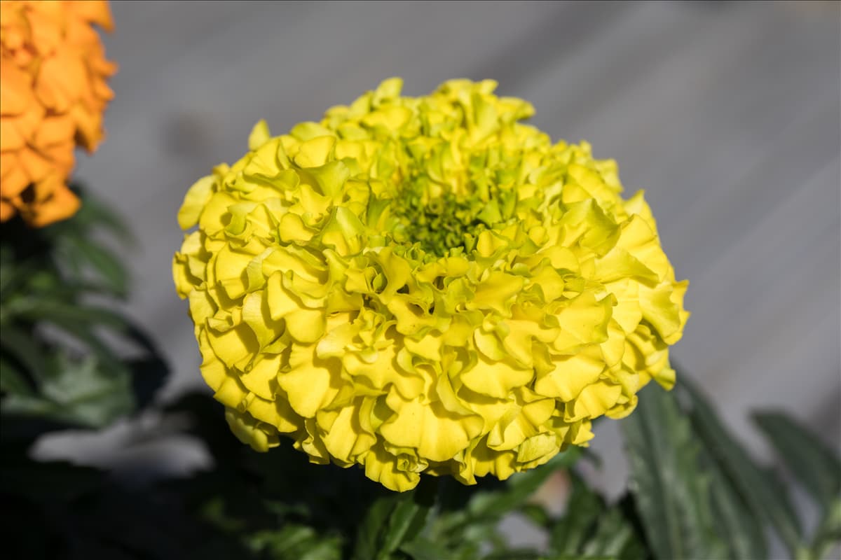 Tagetes erecta 'Antigua Yellow'