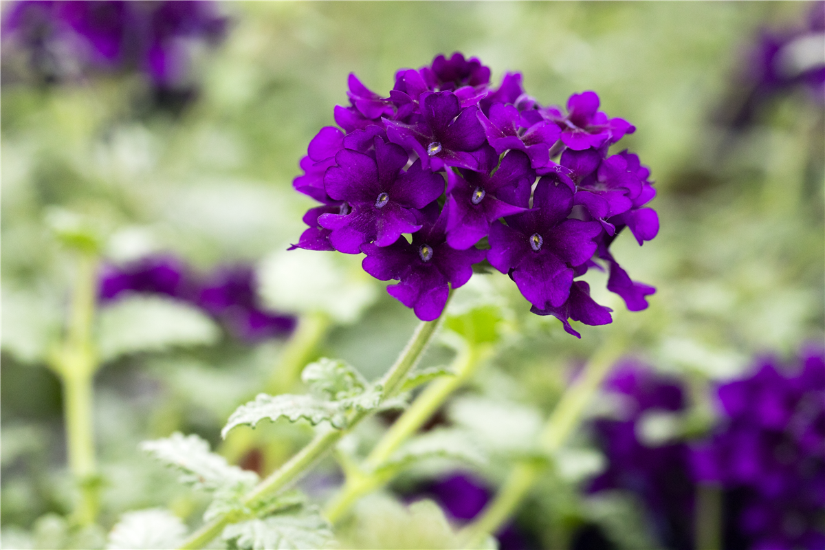 Verbena 'Lascar'®