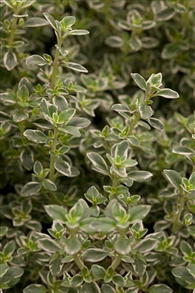 Thymus x citriodorus 'Foxley'