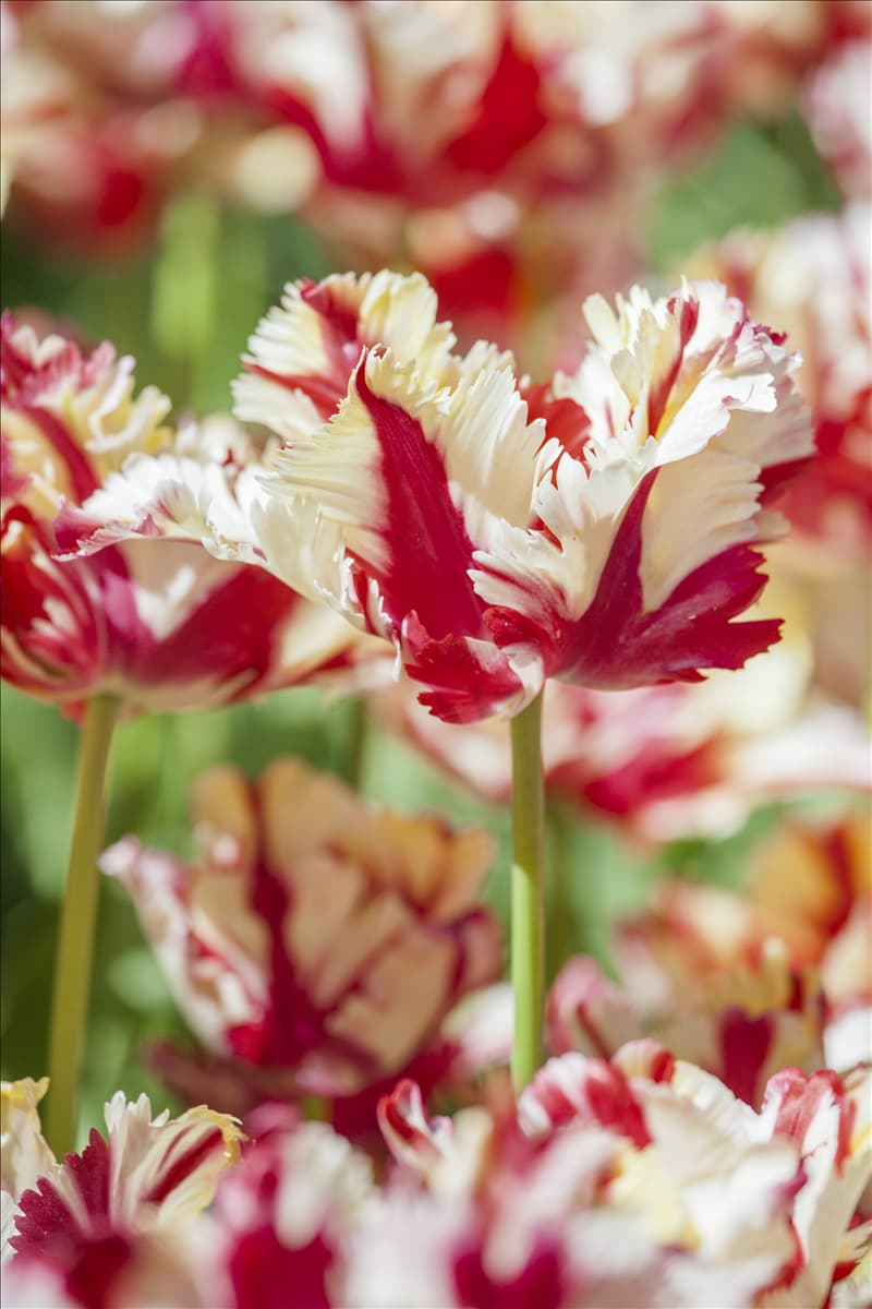 Tulipa 'Double Flaming Parrot'
