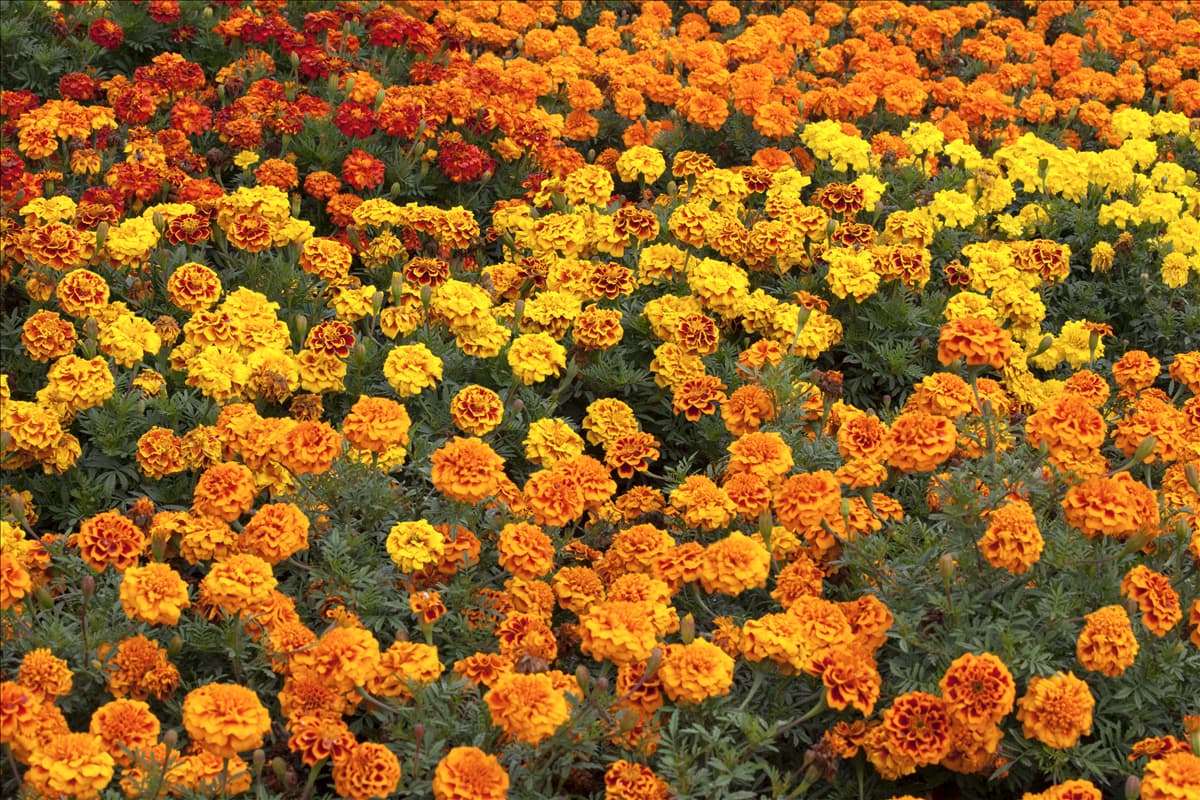 Tagetes patula 'Marigold-Durango® Tangerine'