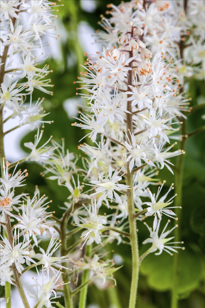 Tiarella cordifolia