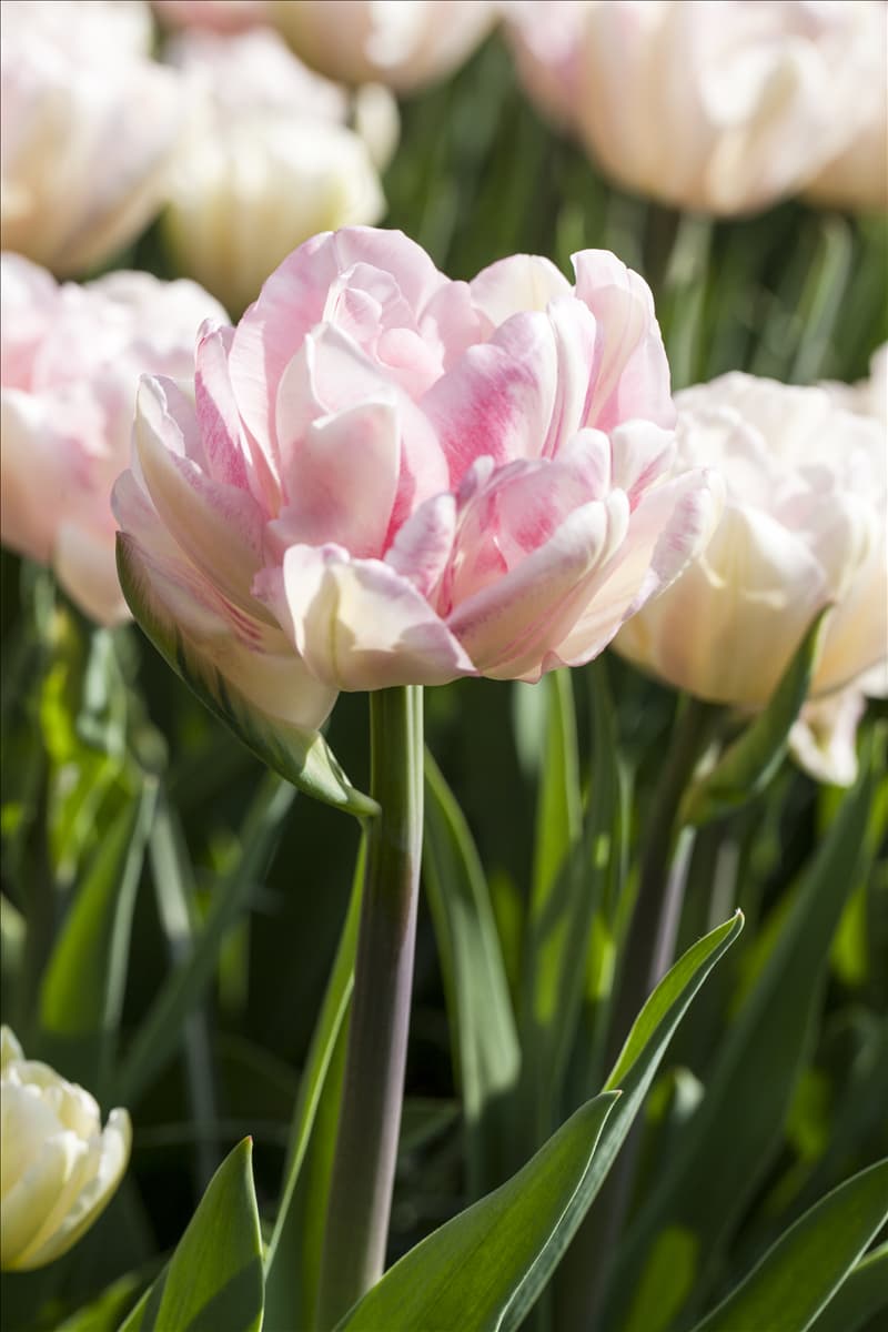 Tulipa 'Foxtrot'
