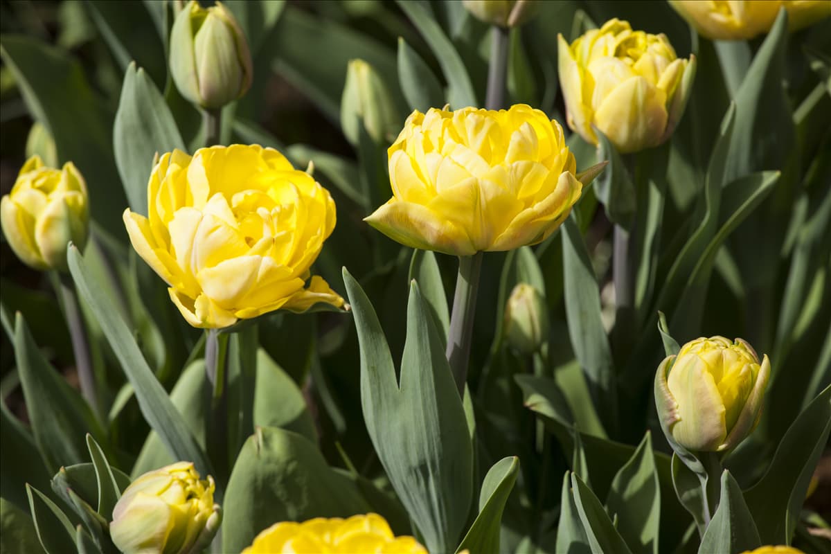 Tulipa 'Foxy Foxtrot'