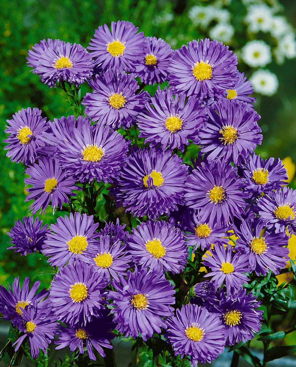 Aster novi-belgii Sailer Boy