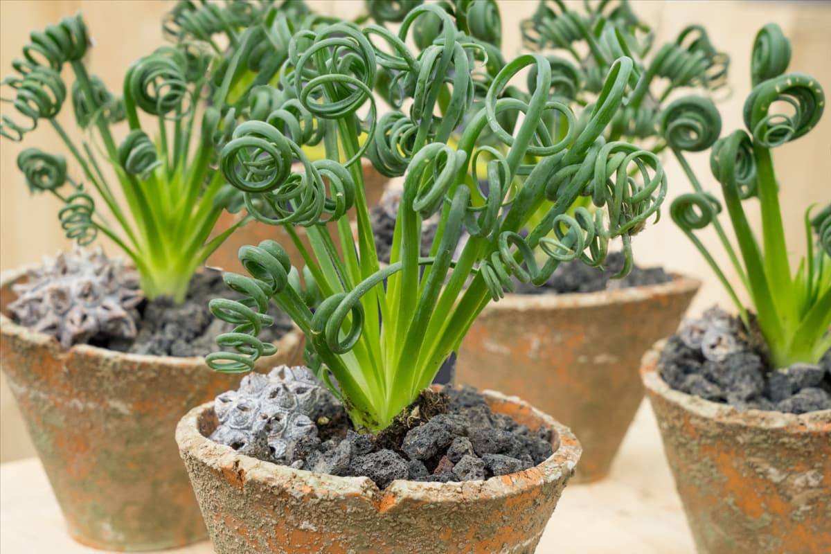 Albuca spiralis Frizzle Sizzle