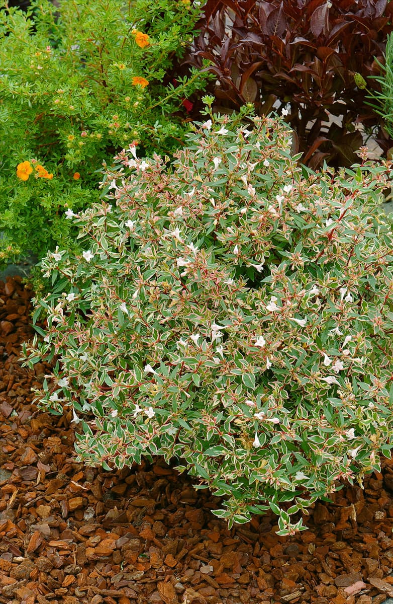 Abelia x grandiflora Conti Confetti (R)