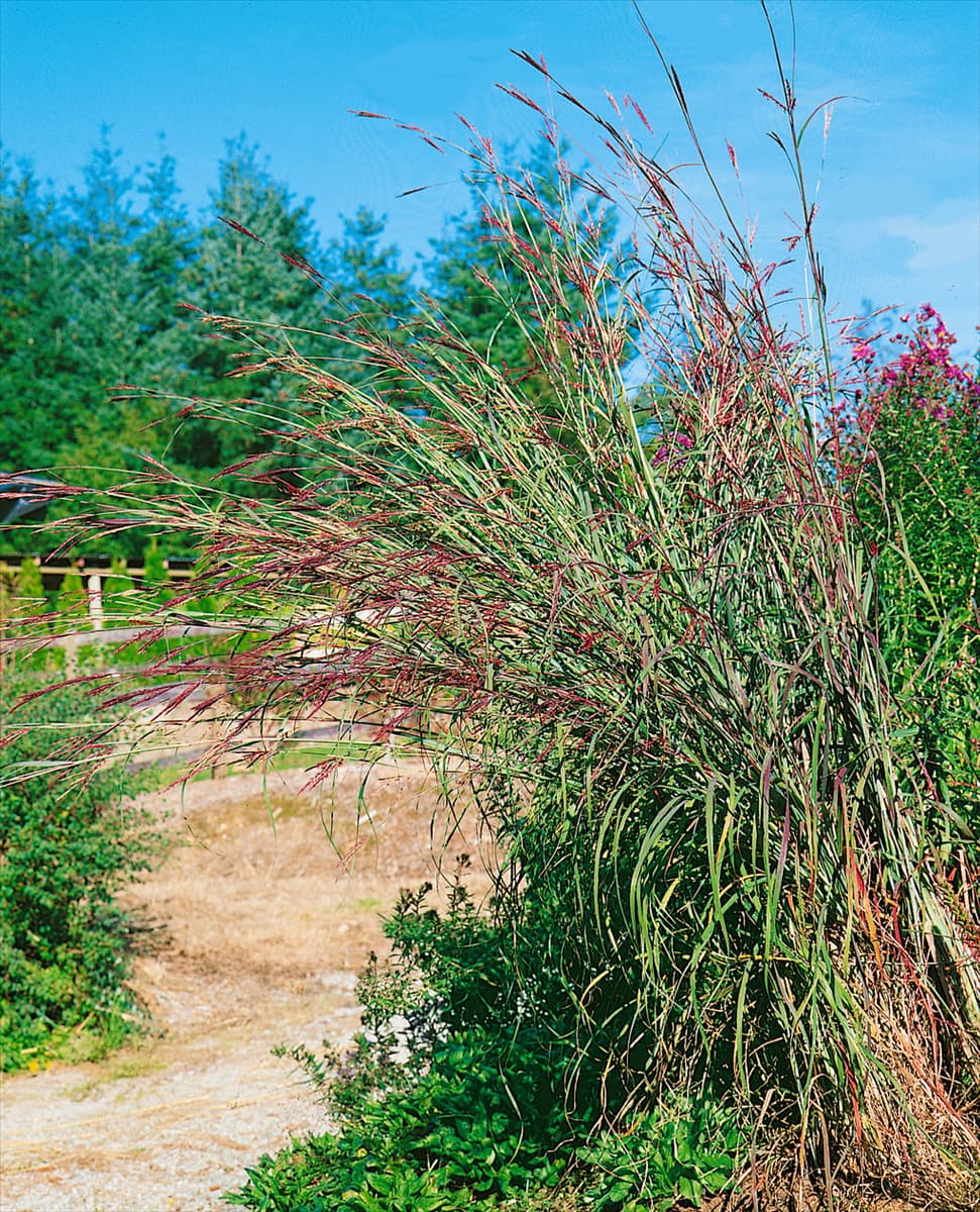 ANDROPOGON GERARDII