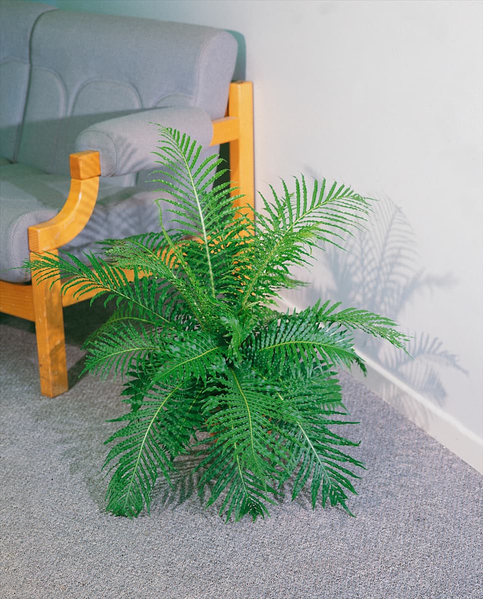 BLECHNUM Silver Lady