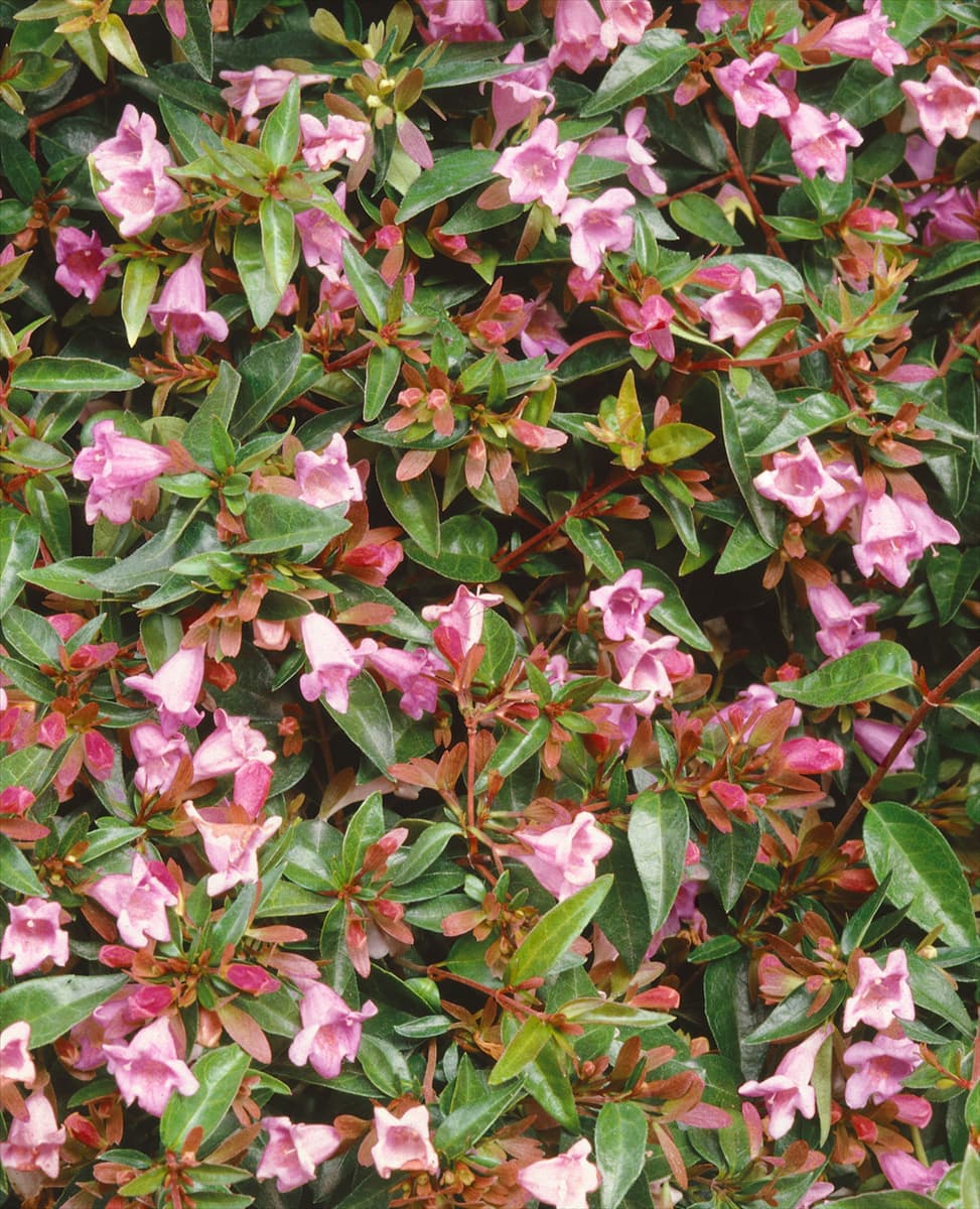 Abelia Edward Goucher