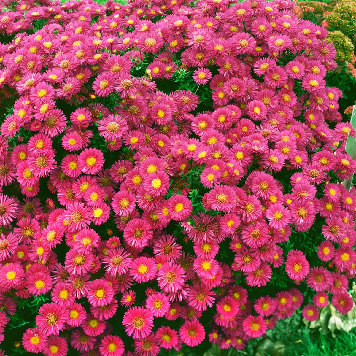 Aster novi-belgii Helen Ballard