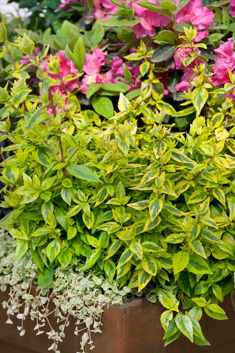 Abelia x grandiflora Kaleidoscope