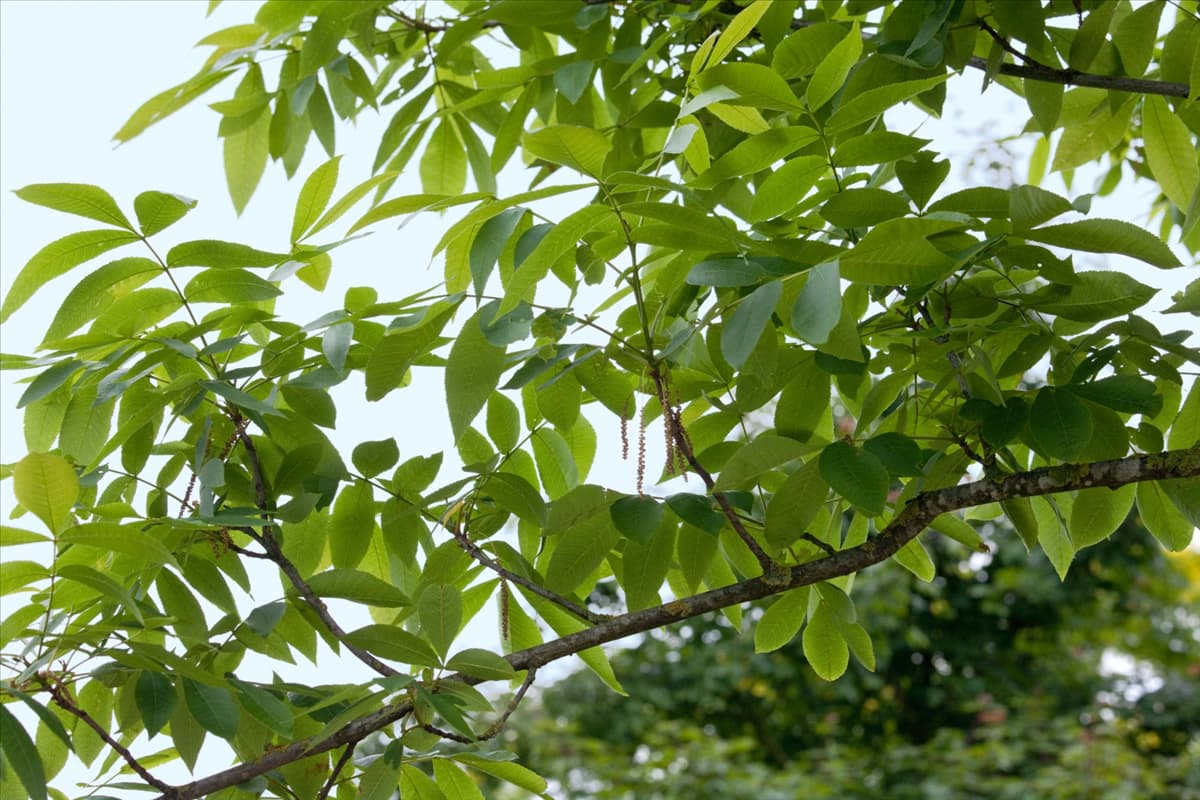 Carya ovata