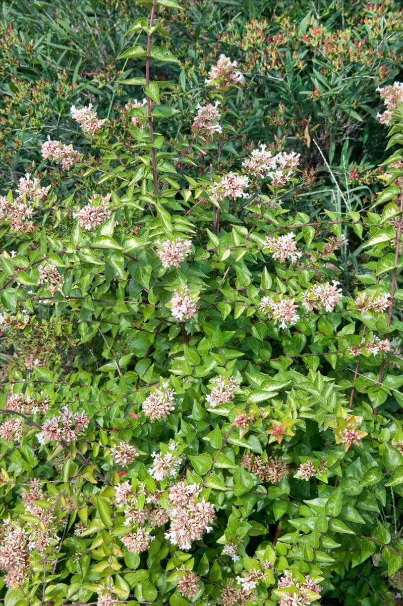 Abelia x grandiflora Canyon Creek