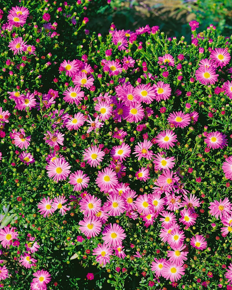 Aster novi-belgii Freda Ballard