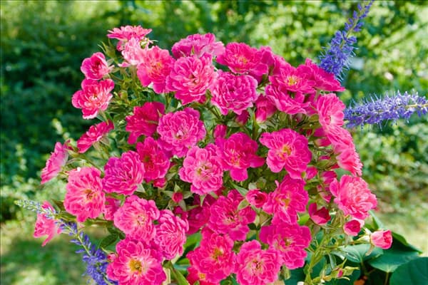 Rosa 'Magic Carpet'