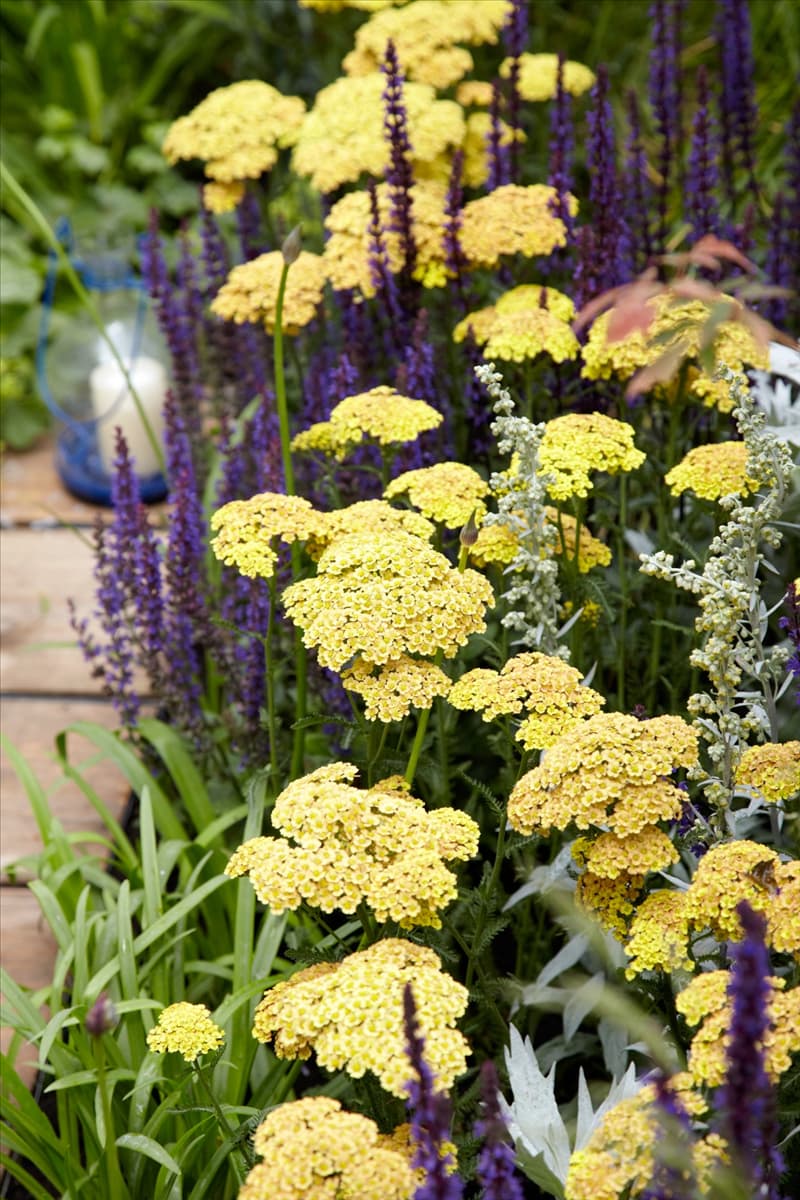 Achillea millefolium
