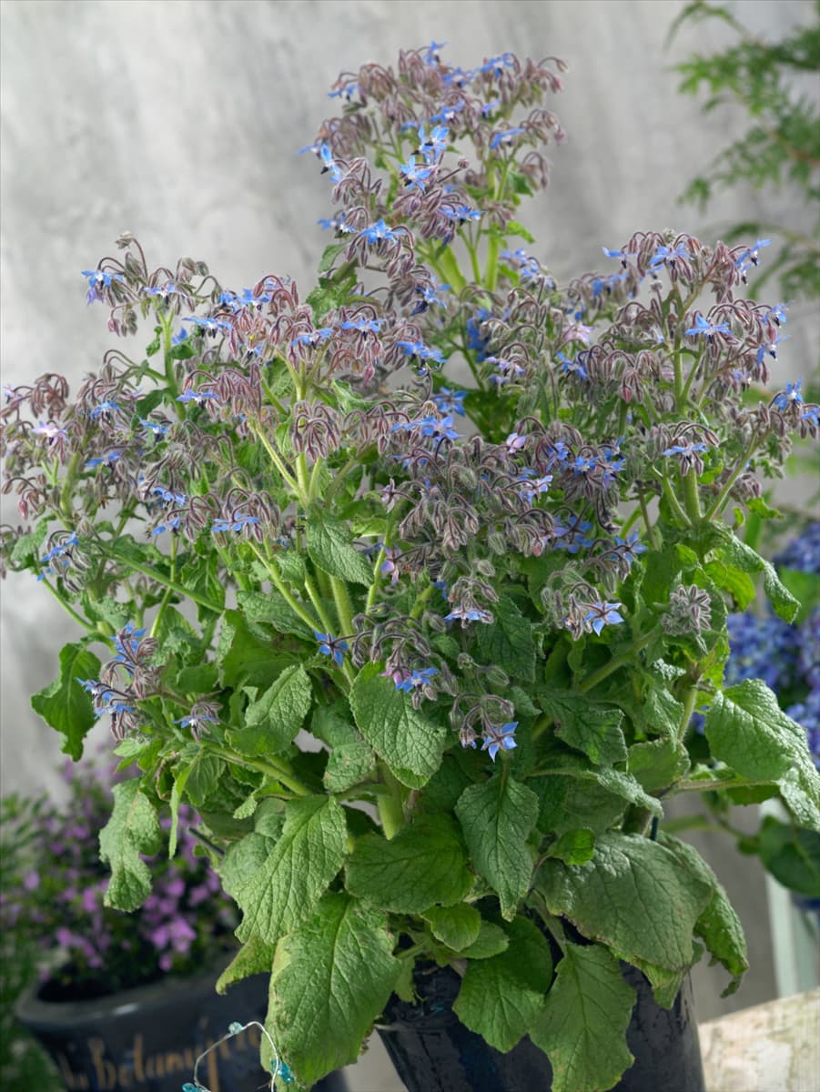 Borago officinalis