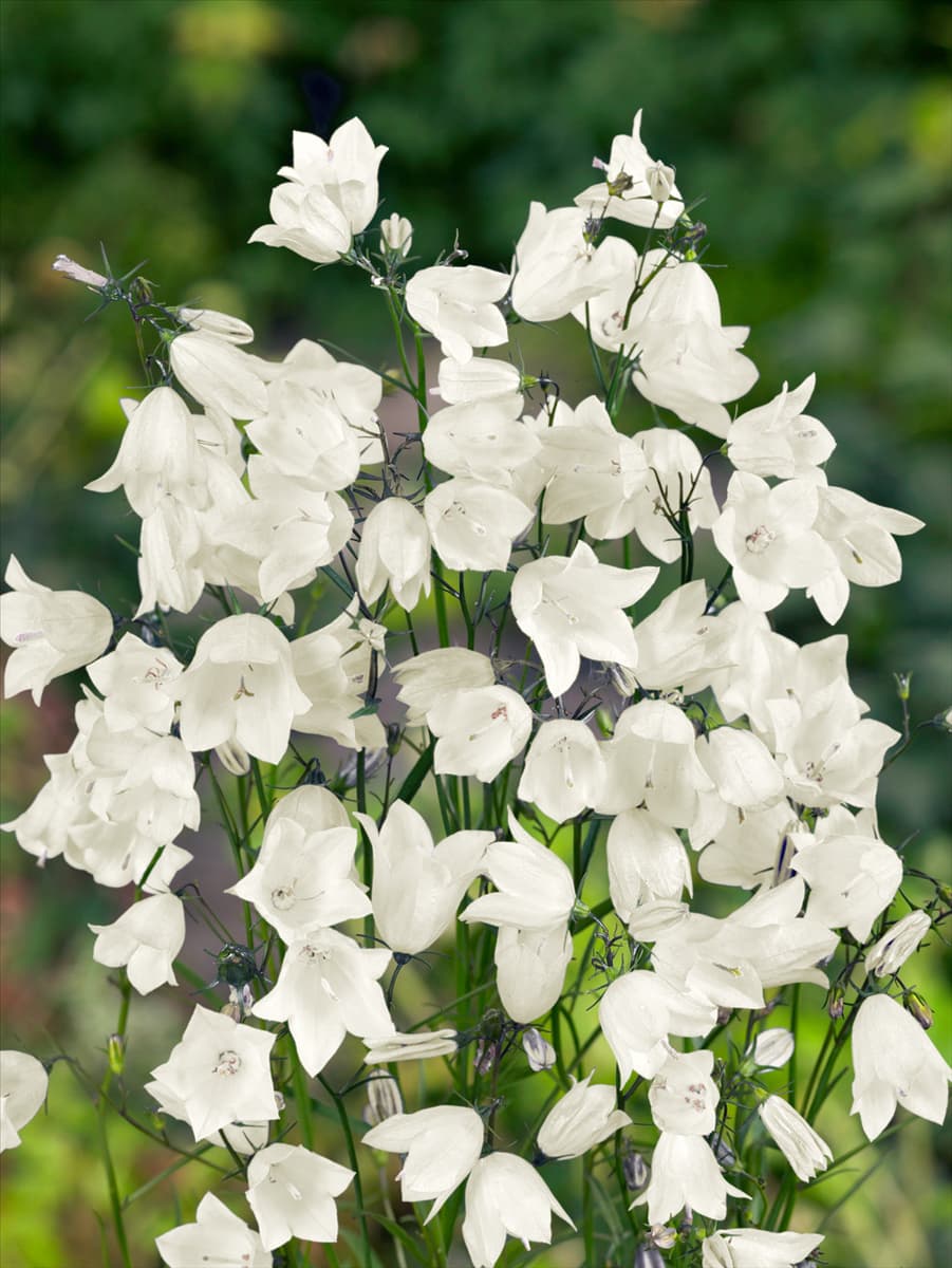Campanula rotundifolia weiß