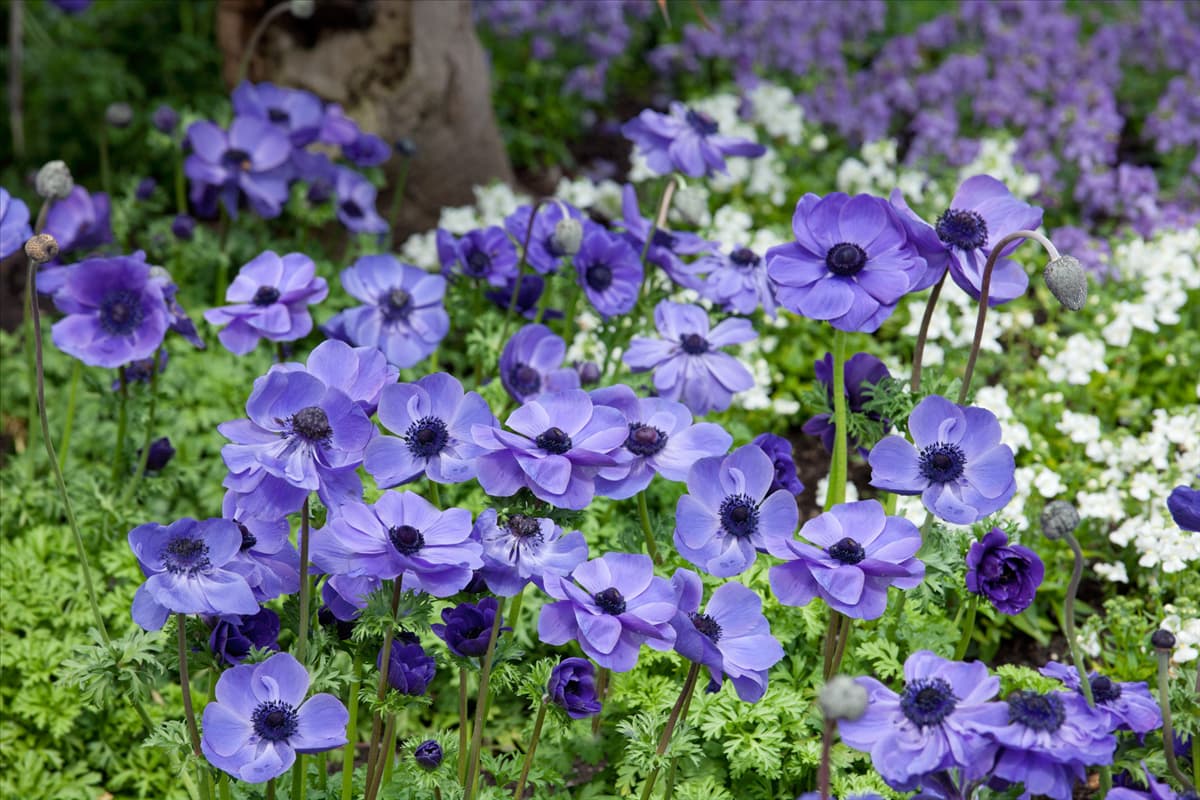 Anemone coronaria Harmony Blue
