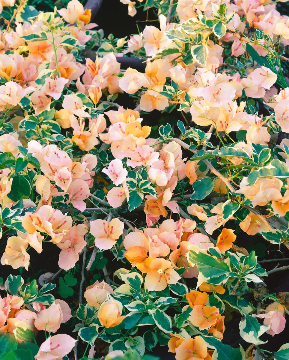 Bougainvillea glabra Variegata