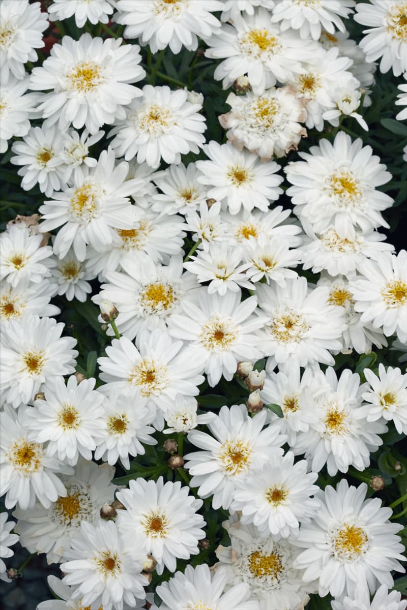 Argyranthemum frutescens Madeira (TM) Double White