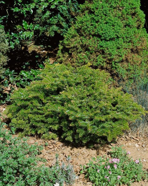 Abies alba 'Barabits Spreader'