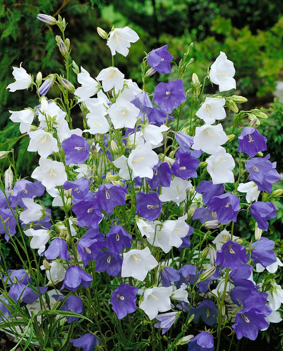 Campanula persicifolia Mischung