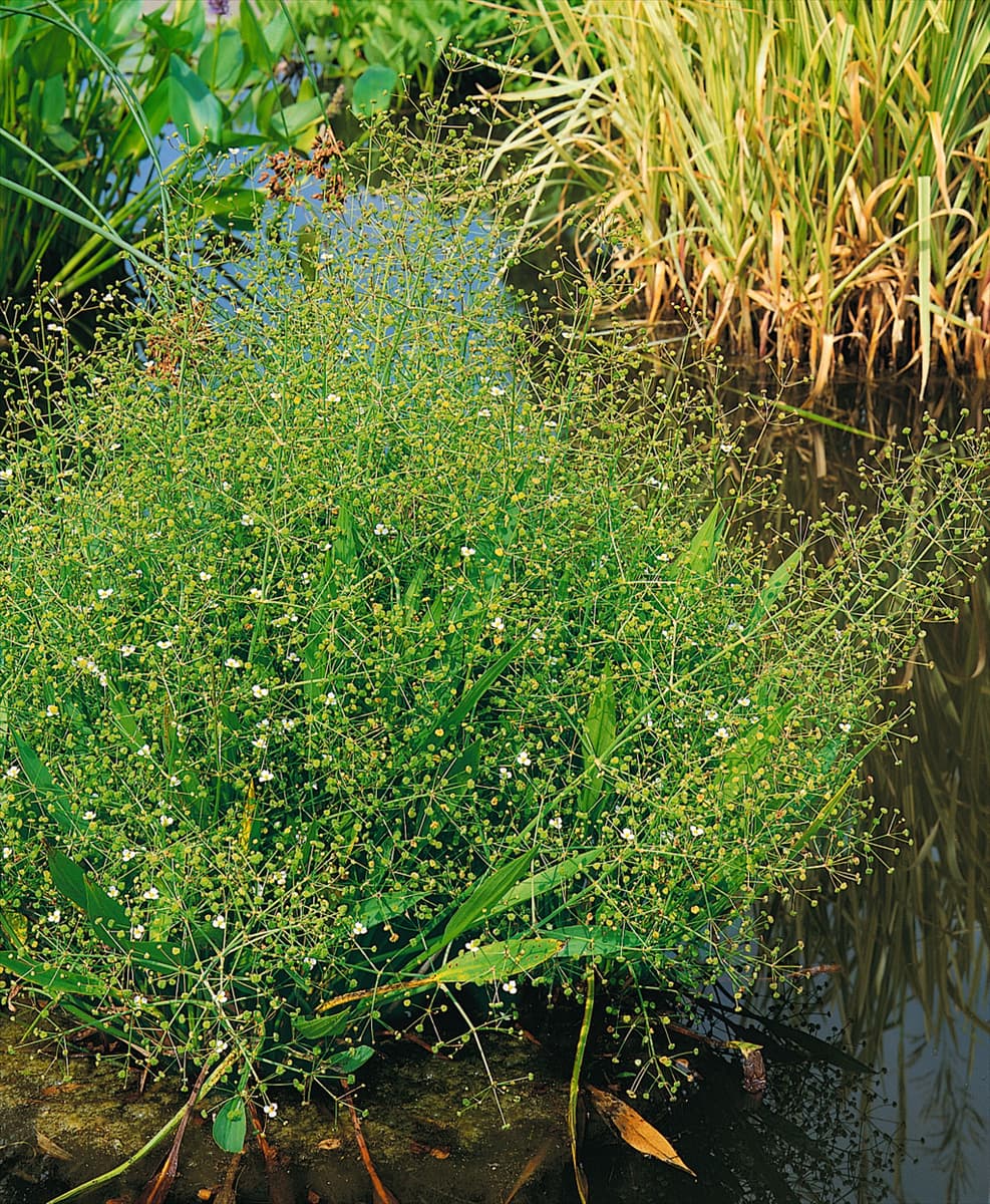 ALISMA LANCEOLATUM