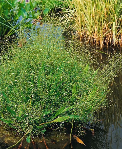Alisma lanceolatum