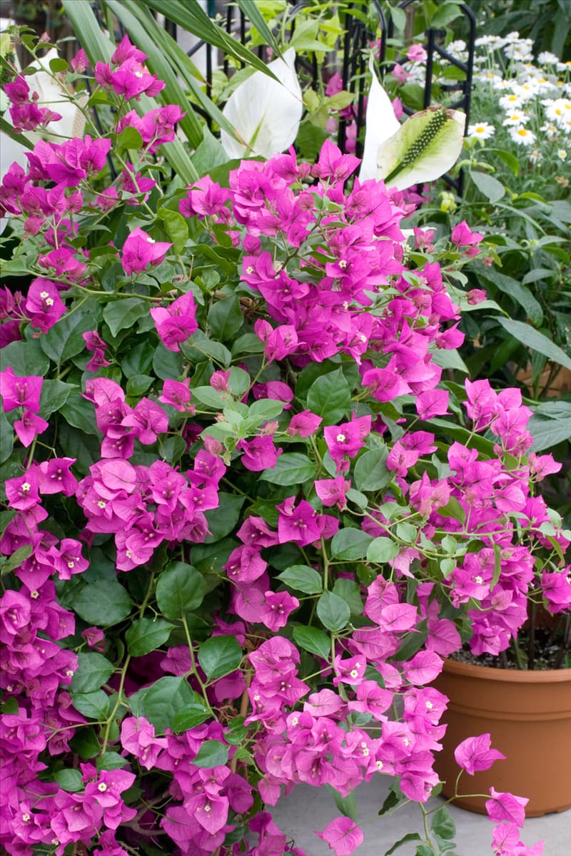 Bougainvillea pink