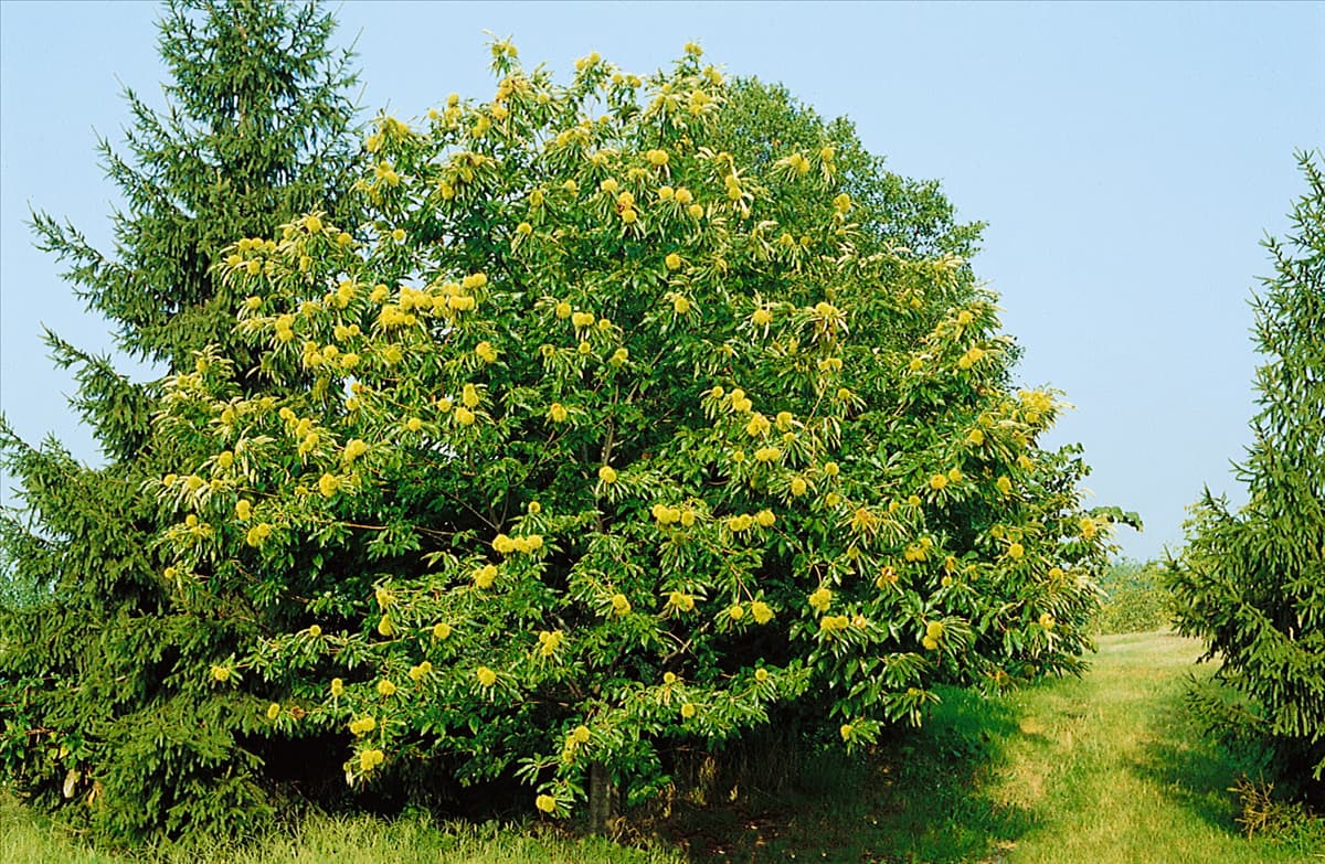 Castanea sativa