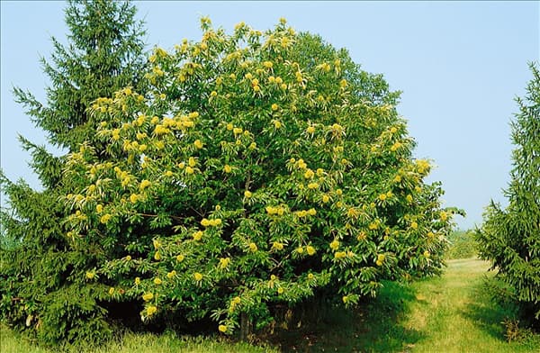 Castanea sativa 'Marron de Lyon'