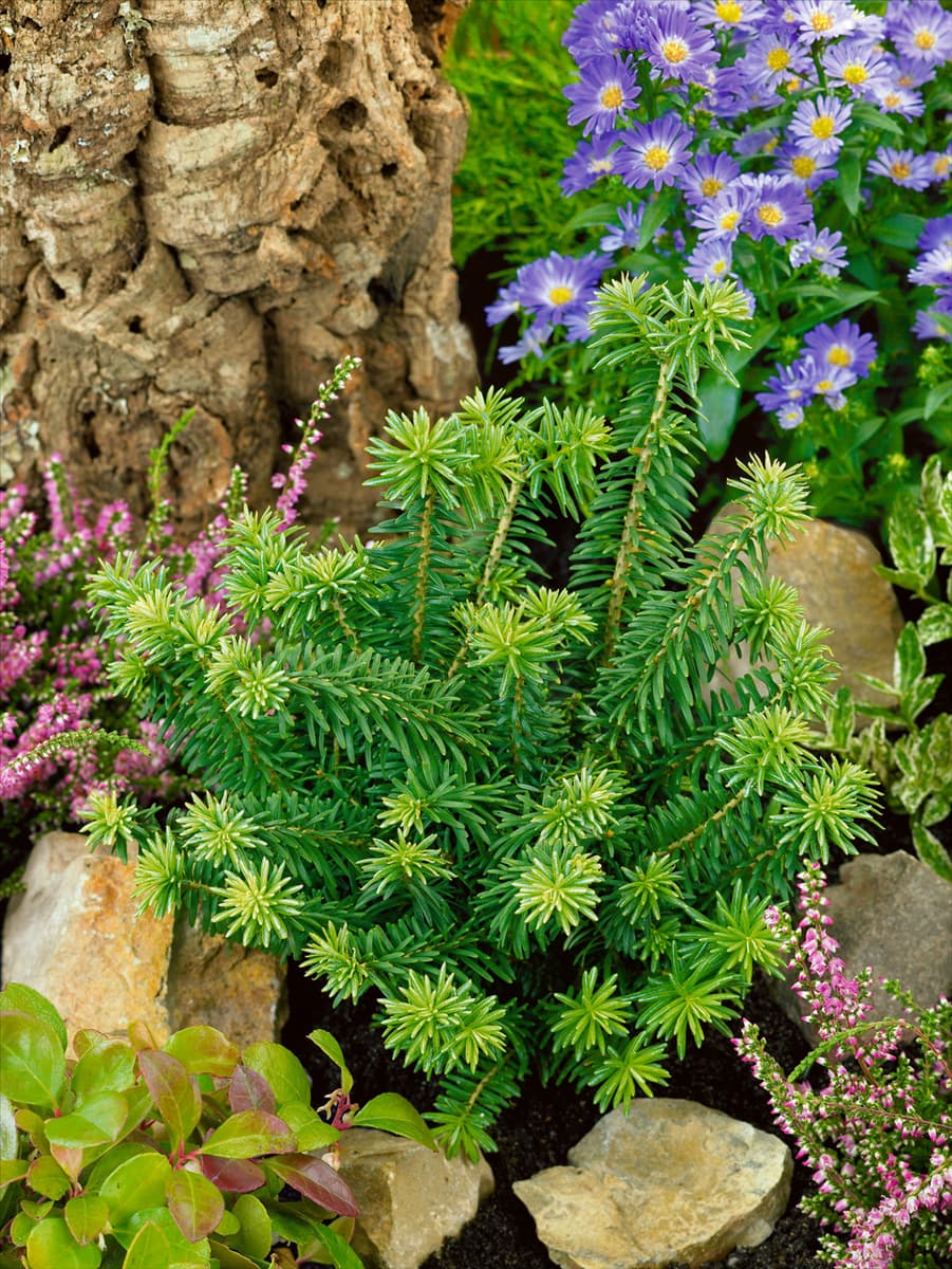 Abies balsamea Nana