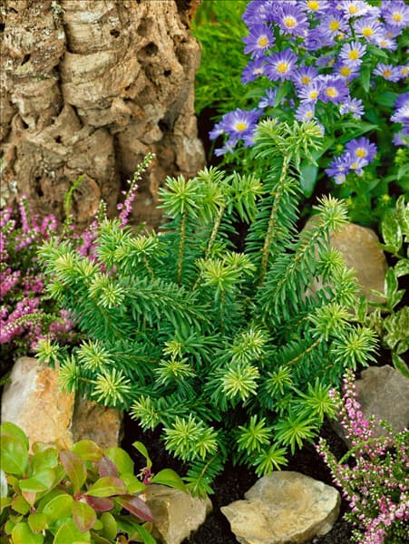 Abies balsamea 'Nana'
