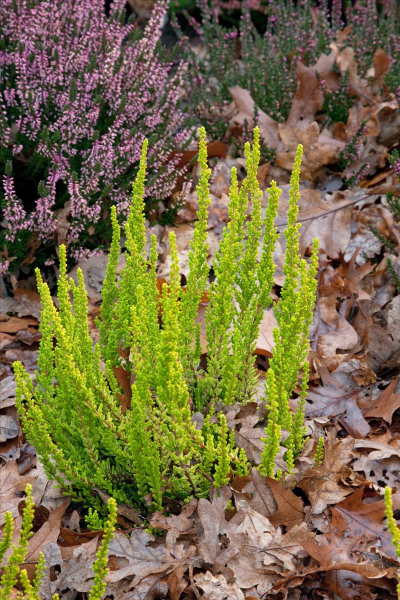 Calluna vulgaris Zipi